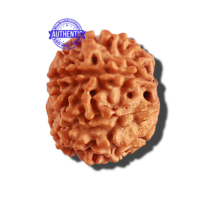 9 Mukhi Nepalese Rudraksha - Bead No. 240