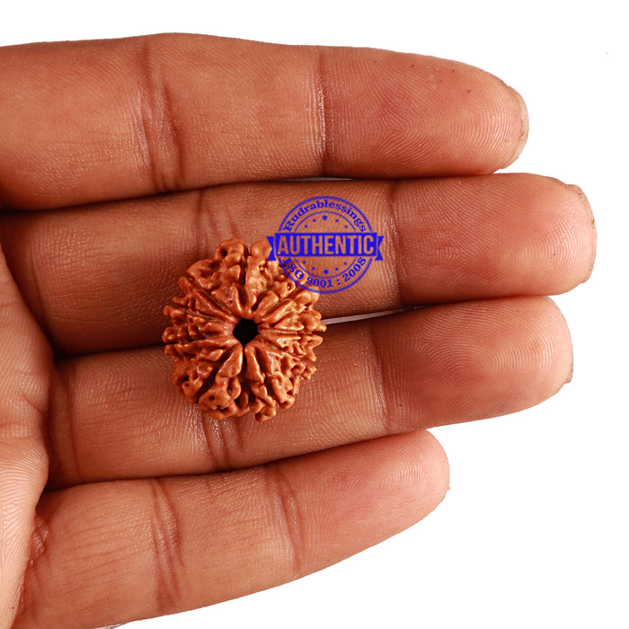 9 Mukhi Nepalese Rudraksha - Bead No. 243