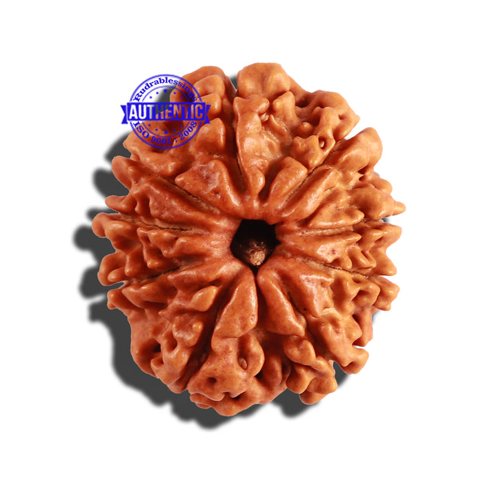 9 Mukhi Nepalese Rudraksha - Bead No. 243