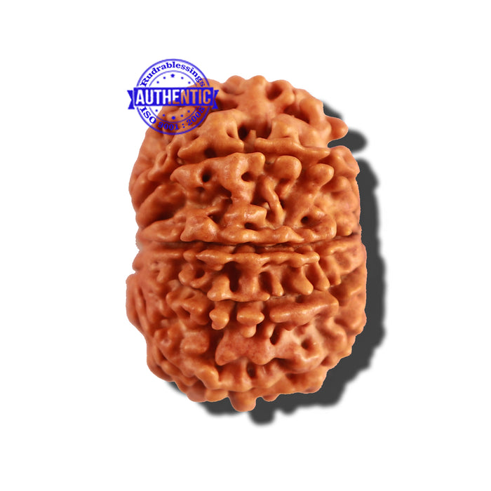 9 Mukhi Nepalese Rudraksha - Bead No. 243