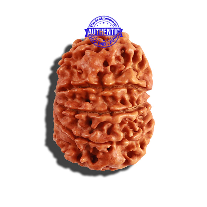9 Mukhi Nepalese Rudraksha - Bead No. 243