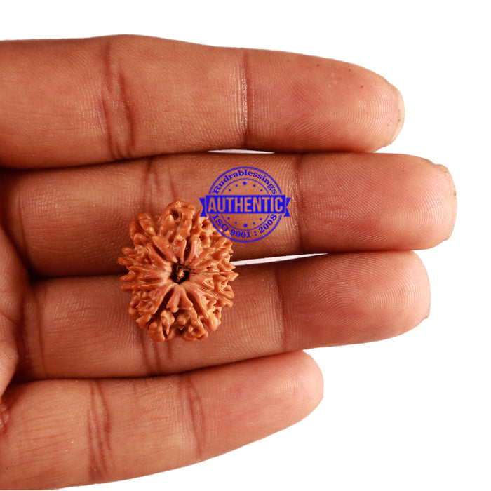 9 Mukhi Nepalese Rudraksha - Bead No. 248