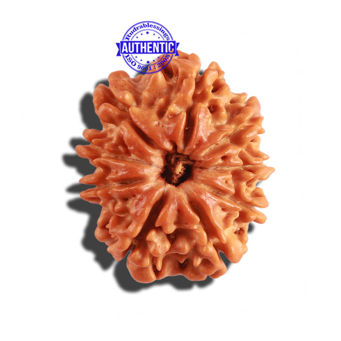 9 Mukhi Nepalese Rudraksha - Bead No. 248