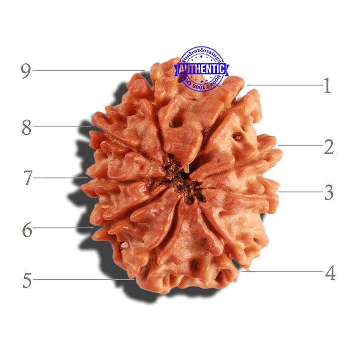 9 Mukhi Nepalese Rudraksha - Bead No. 248