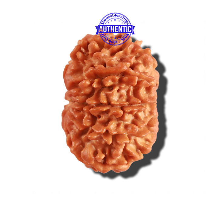 9 Mukhi Nepalese Rudraksha - Bead No. 248