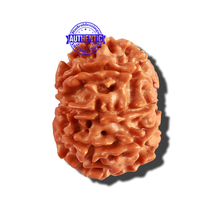 9 Mukhi Nepalese Rudraksha - Bead No. 249