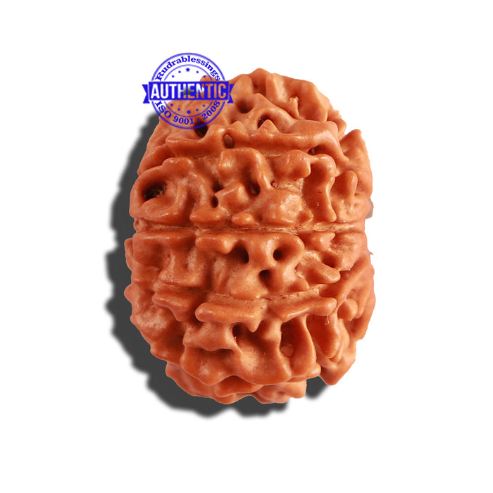 9 Mukhi Nepalese Rudraksha - Bead No. 249