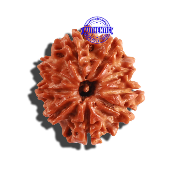 9 Mukhi Nepalese Rudraksha - Bead No. 250