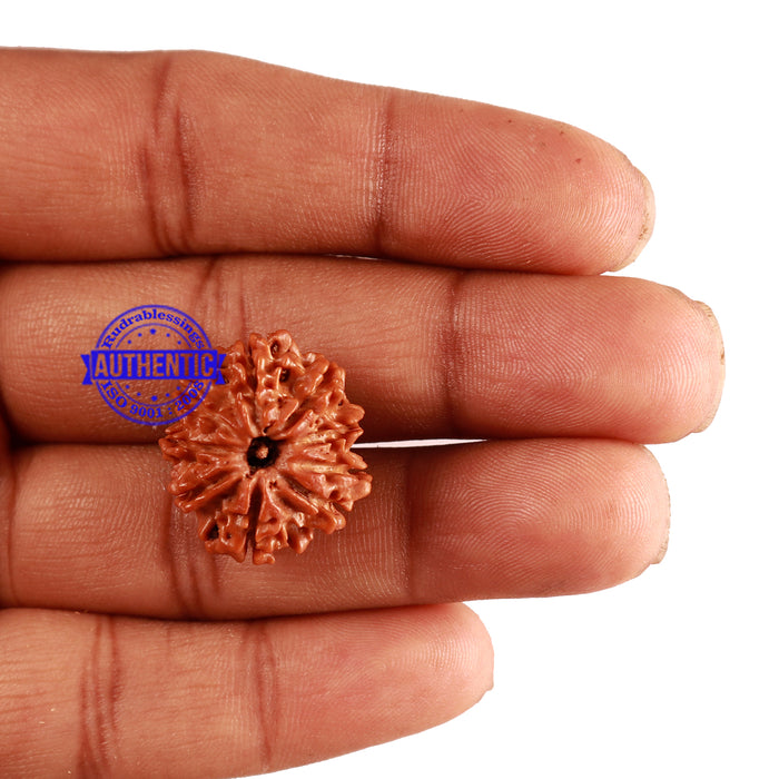 9 Mukhi Nepalese Rudraksha - Bead No. 250