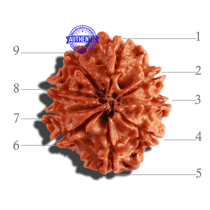 9 Mukhi Nepalese Rudraksha - Bead No. 250