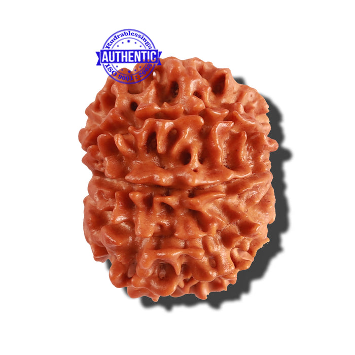 9 Mukhi Nepalese Rudraksha - Bead No. 250