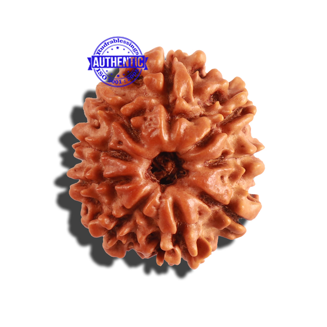 9 Mukhi Nepalese Rudraksha - Bead No. 251