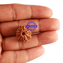Load image into Gallery viewer, 9 Mukhi Nepalese Rudraksha - Bead No. 251
