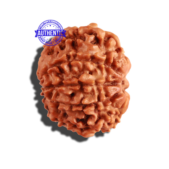 9 Mukhi Nepalese Rudraksha - Bead No. 251