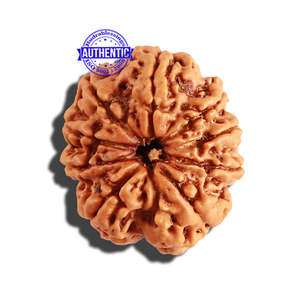 9 Mukhi Nepalese Rudraksha - Bead No. 252