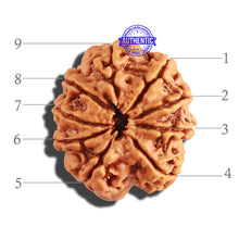 Load image into Gallery viewer, 9 Mukhi Nepalese Rudraksha - Bead No. 252

