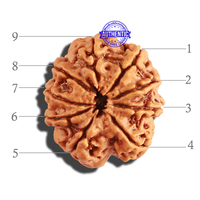 9 Mukhi Nepalese Rudraksha - Bead No. 252