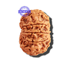 Load image into Gallery viewer, 9 Mukhi Nepalese Rudraksha - Bead No. 252
