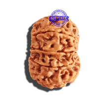 Load image into Gallery viewer, 9 Mukhi Nepalese Rudraksha - Bead No. 252
