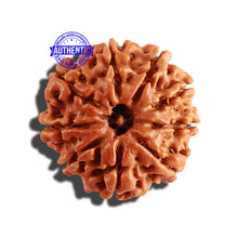 Load image into Gallery viewer, 9 Mukhi Nepalese Rudraksha - Bead No. 253
