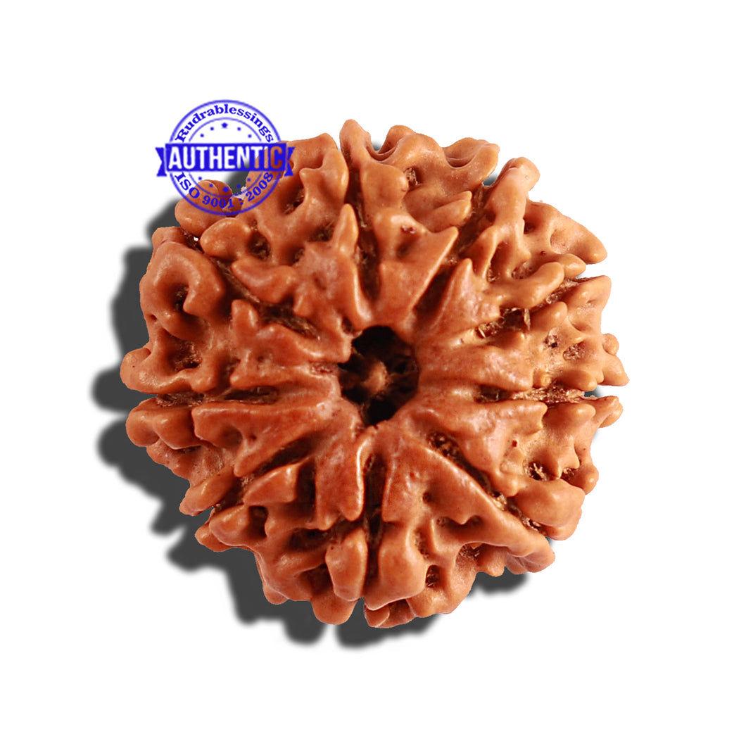 9 Mukhi Nepalese Rudraksha - Bead No. 253