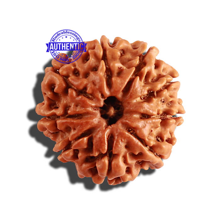 9 Mukhi Nepalese Rudraksha - Bead No. 253