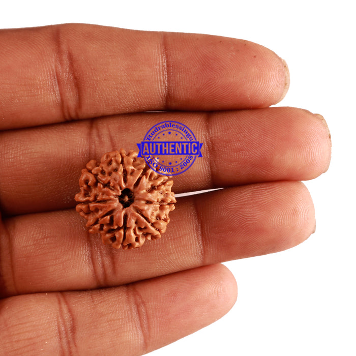 9 Mukhi Nepalese Rudraksha - Bead No. 253