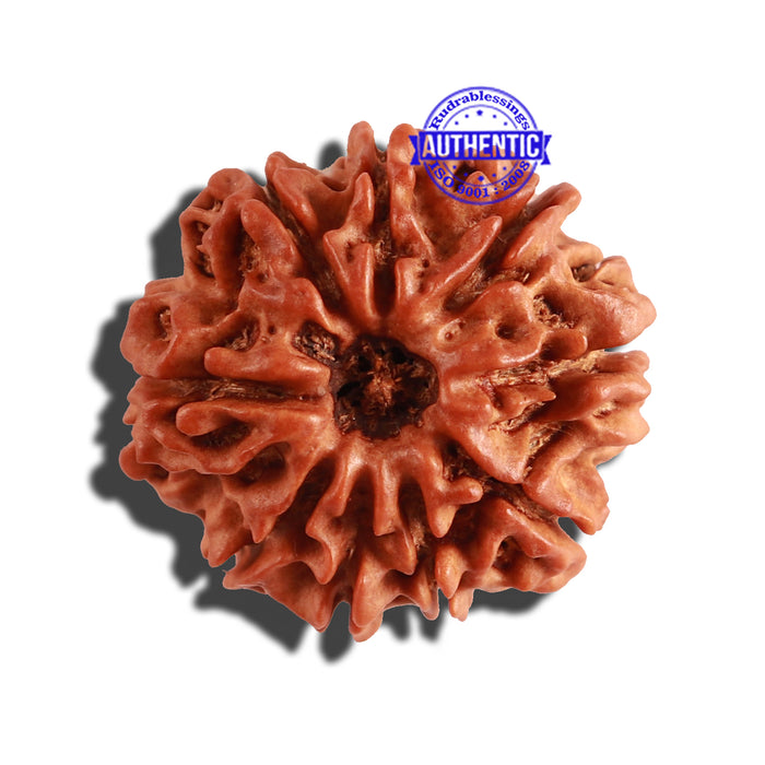 9 Mukhi Nepalese Rudraksha - Bead No. 254