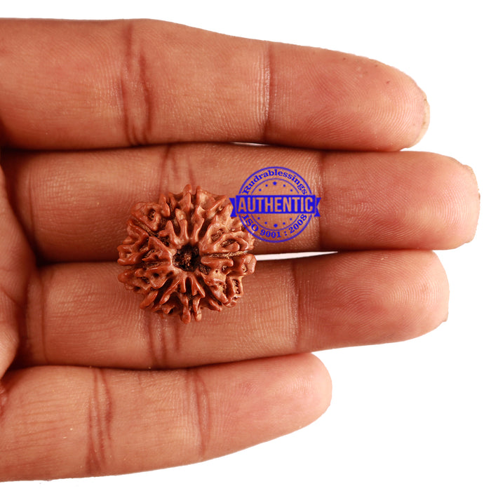 9 Mukhi Nepalese Rudraksha - Bead No. 254