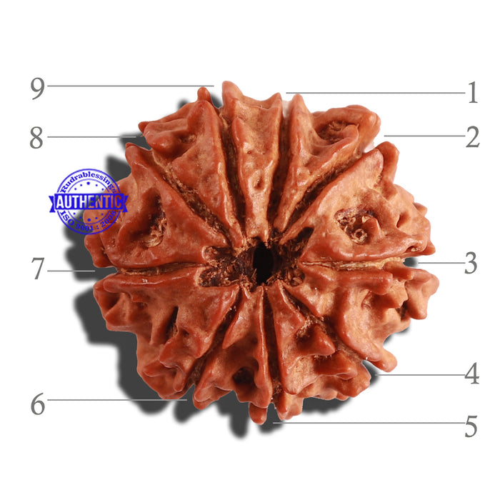 9 Mukhi Nepalese Rudraksha - Bead No. 254