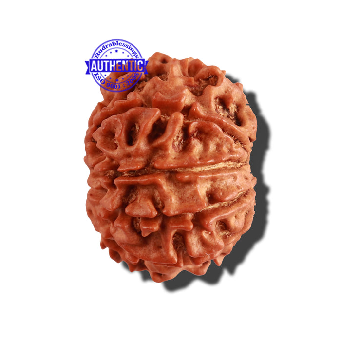 9 Mukhi Nepalese Rudraksha - Bead No. 254