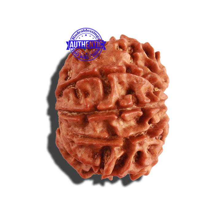 9 Mukhi Nepalese Rudraksha - Bead No. 254