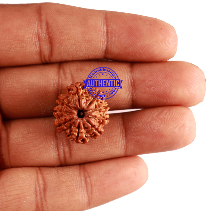 9 Mukhi Nepalese Rudraksha - Bead No. 255