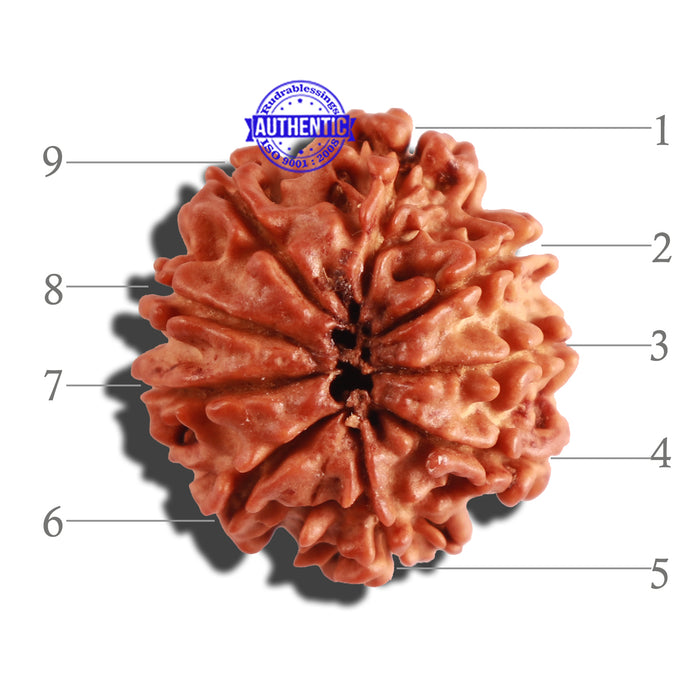 9 Mukhi Nepalese Rudraksha - Bead No. 255
