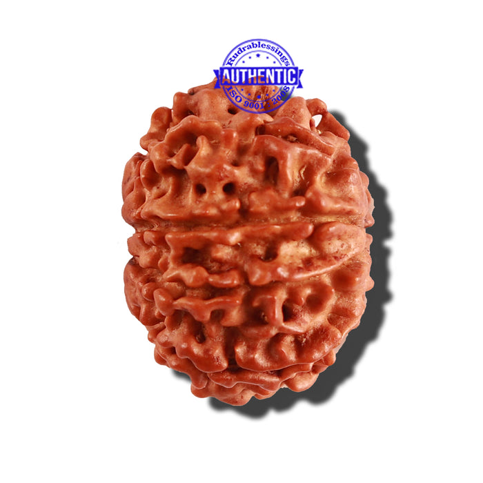 9 Mukhi Nepalese Rudraksha - Bead No. 255