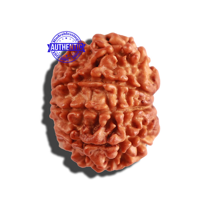 9 Mukhi Nepalese Rudraksha - Bead No. 255