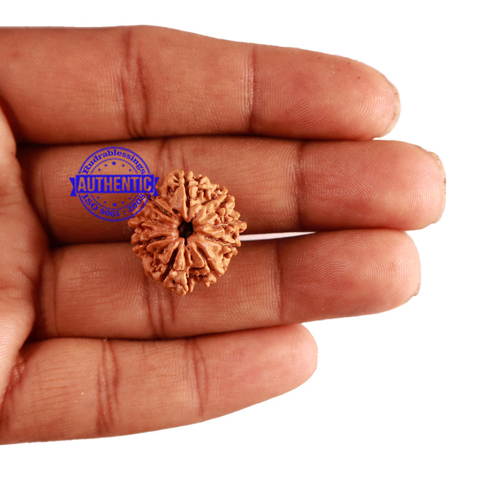 9 Mukhi Nepalese Rudraksha - Bead No. 256