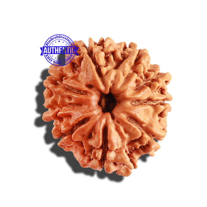 9 Mukhi Nepalese Rudraksha - Bead No. 256