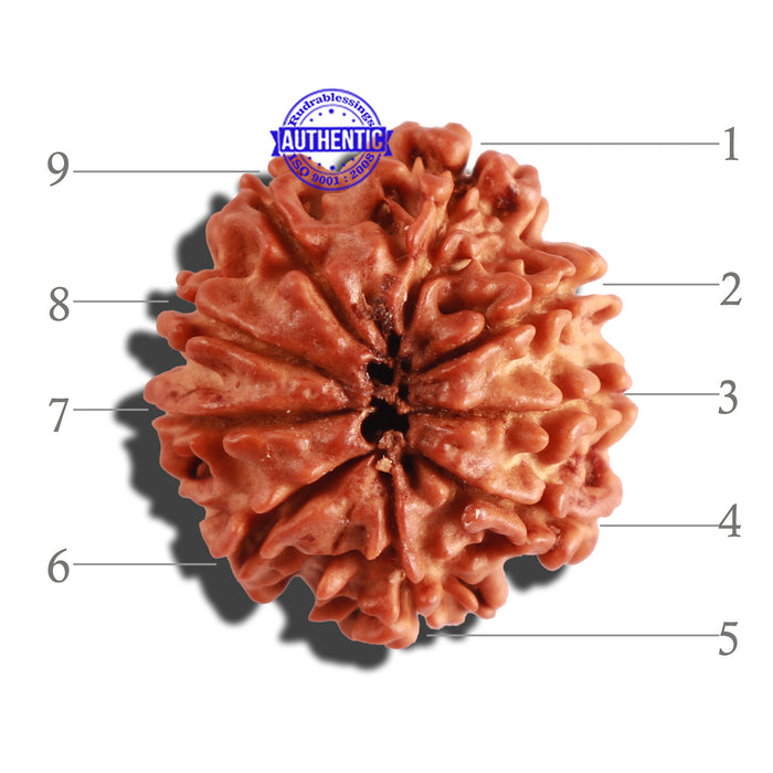 9 Mukhi Nepalese Rudraksha - Bead No. 256