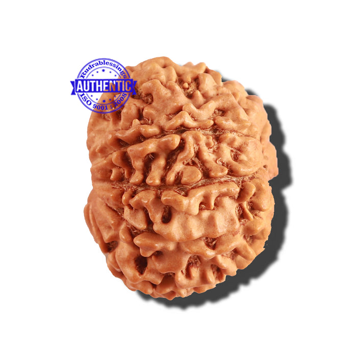 9 Mukhi Nepalese Rudraksha - Bead No. 256
