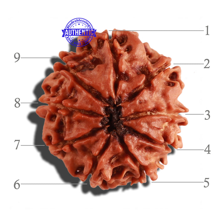 9 Mukhi Nepalese Rudraksha - Bead No. 258