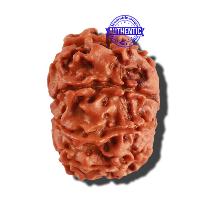 9 Mukhi Nepalese Rudraksha - Bead No. 258
