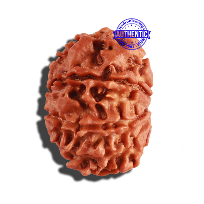 9 Mukhi Nepalese Rudraksha - Bead No. 258