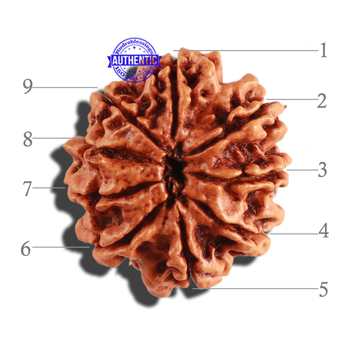 9 Mukhi Nepalese Rudraksha - Bead No. 259