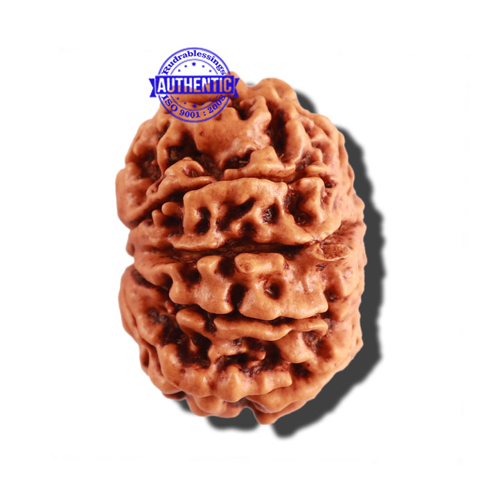 9 Mukhi Nepalese Rudraksha - Bead No. 259