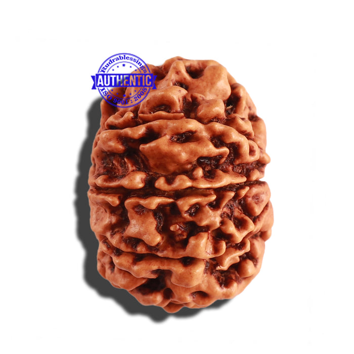9 Mukhi Nepalese Rudraksha - Bead No. 259