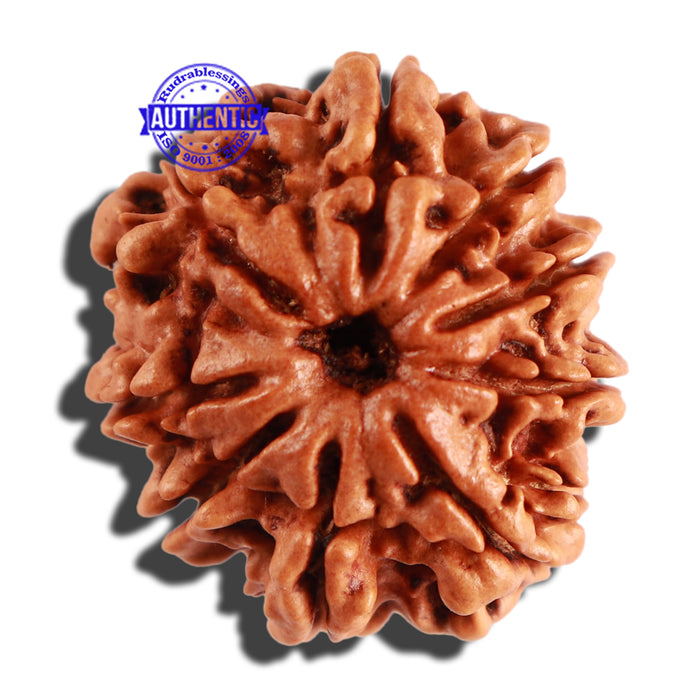 9 Mukhi Nepalese Rudraksha - Bead No. 260