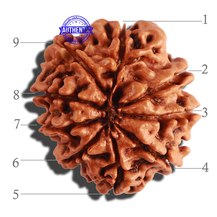 9 Mukhi Nepalese Rudraksha - Bead No. 260