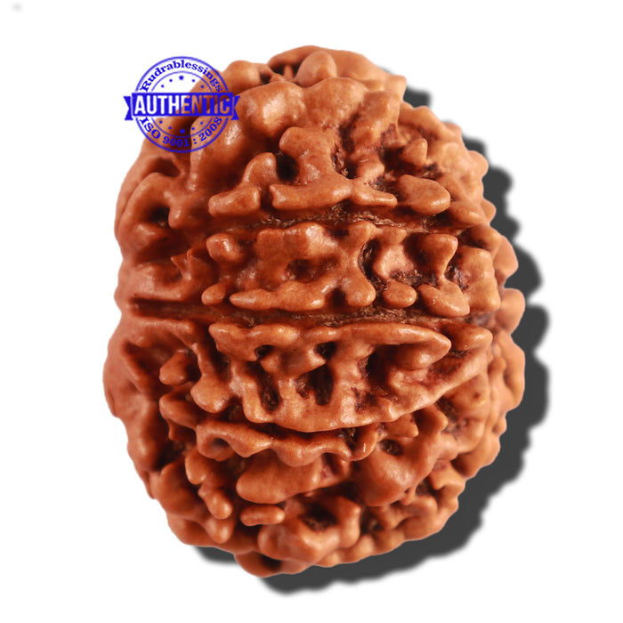 9 Mukhi Nepalese Rudraksha - Bead No. 260