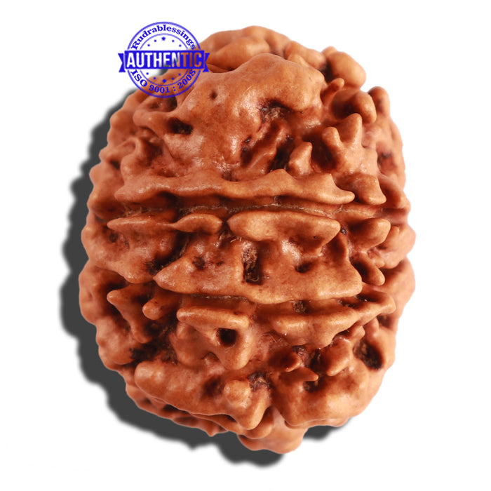 9 Mukhi Nepalese Rudraksha - Bead No. 260
